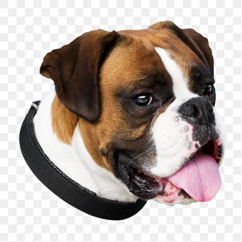 Png Boxer dog head sticker, | Free PNG - rawpixel
