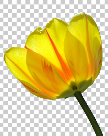 PNG Bright Yellow Tulip in Bloom