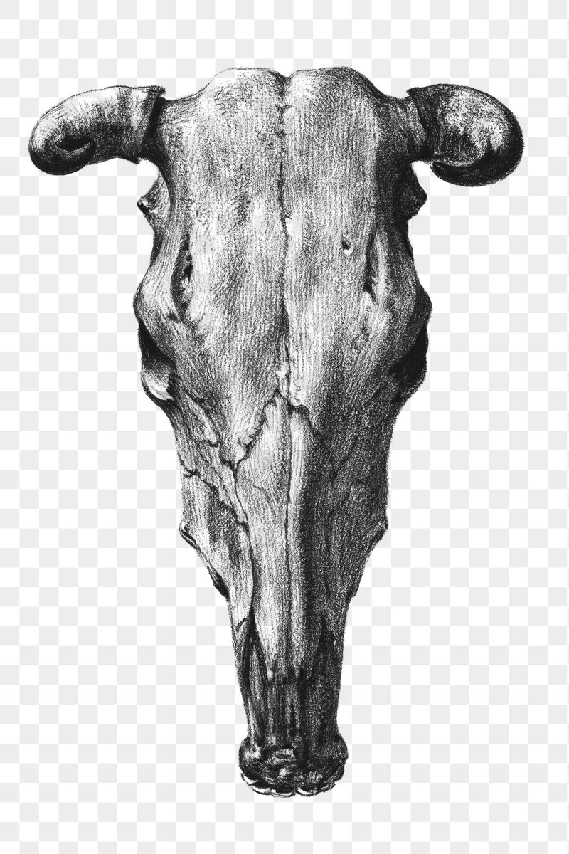 Png bull skull sticker, Jean | Free PNG - rawpixel