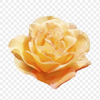 PNG Burma star rose, flower | Free PNG - rawpixel
