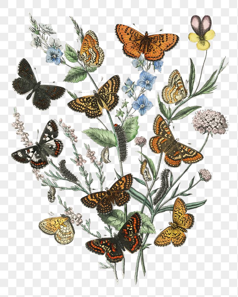 Png butterflies sticker, vintage insect | Free PNG - rawpixel