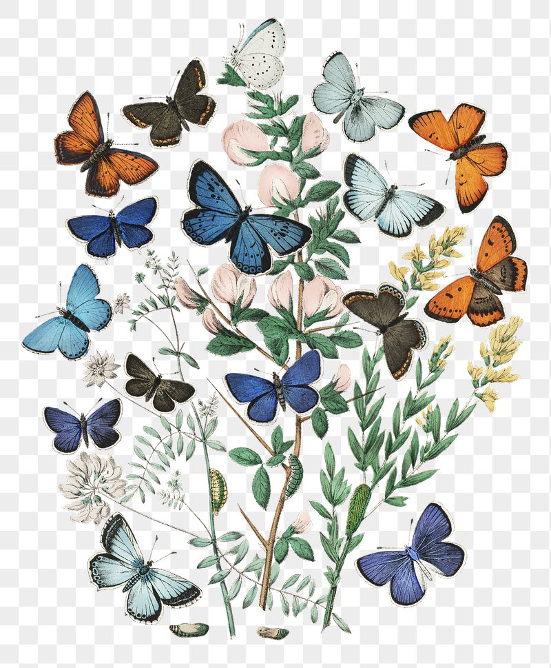 Png butterflies sticker, vintage insect | Free PNG - rawpixel