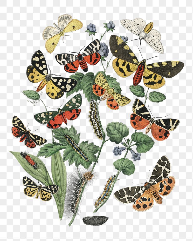 Png butterflies sticker, vintage insect | Free PNG - rawpixel