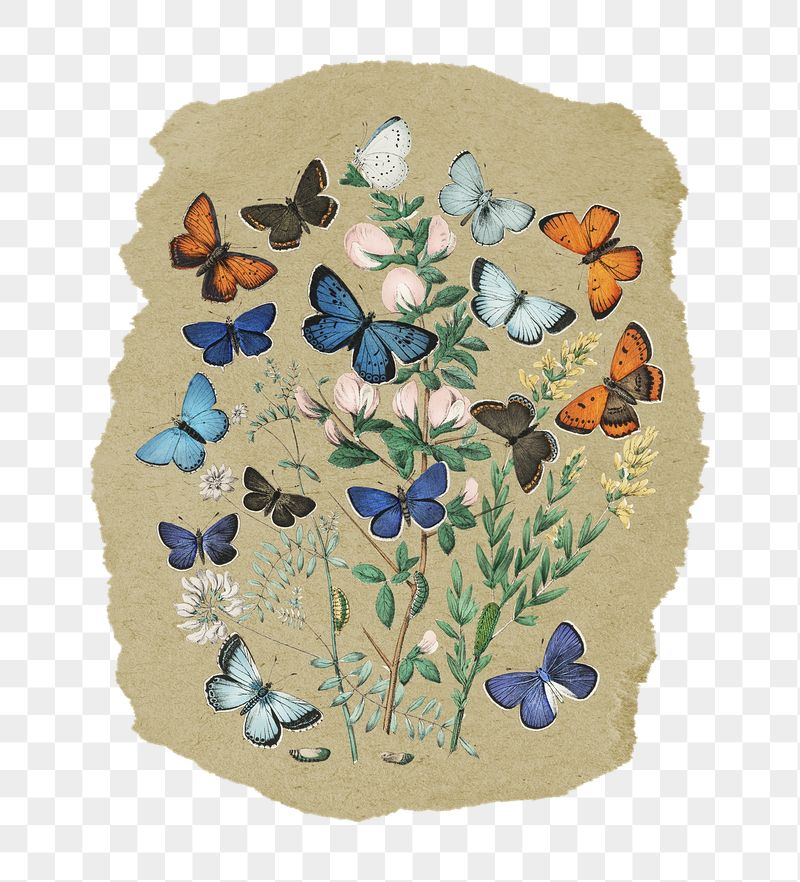 Png butterflies sticker, vintage insect | Free PNG - rawpixel