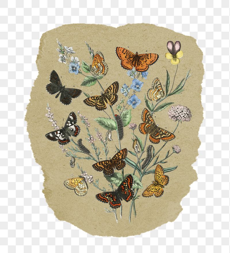 Png butterflies sticker, vintage insect | Free PNG - rawpixel