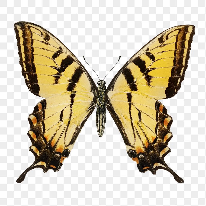 Png butterfly sticker, vintage insect | Free PNG - rawpixel