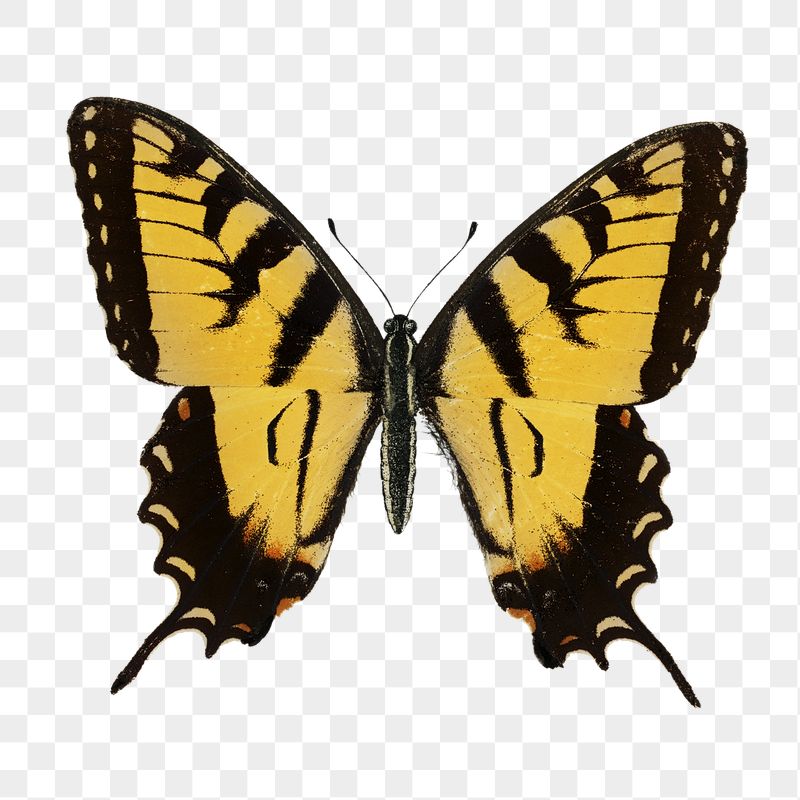 Png butterfly sticker, vintage insect | Free PNG - rawpixel