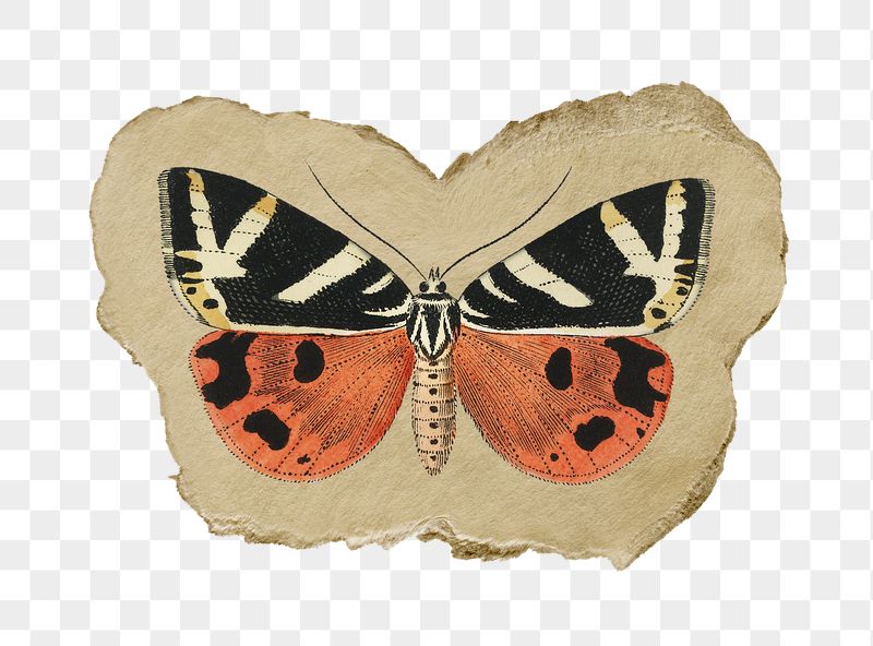 Png butterfly sticker, vintage insect | Free PNG - rawpixel