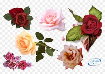 Png By Lifeblue - Deviantart Rose Set Pnd