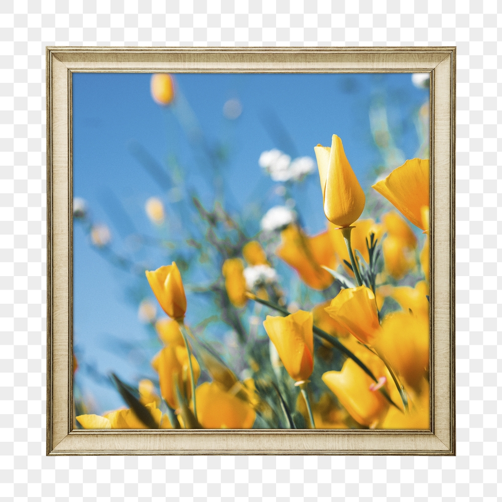 Png California poppy framed sticker, | Free PNG - rawpixel