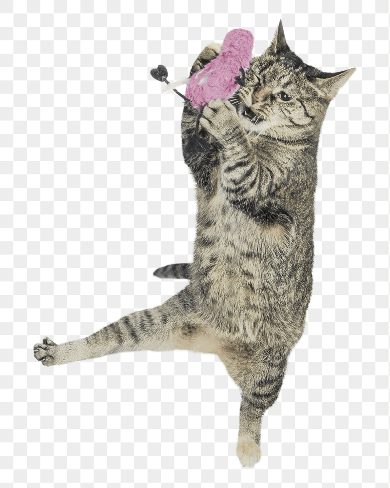 Png cat playing with toy | Free PNG - rawpixel