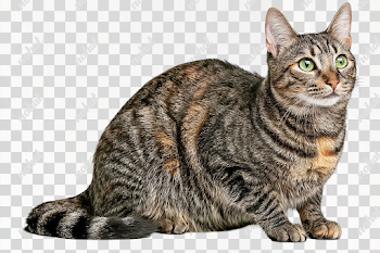 PNG Cat Portrait: Brown Mackerel Tabby