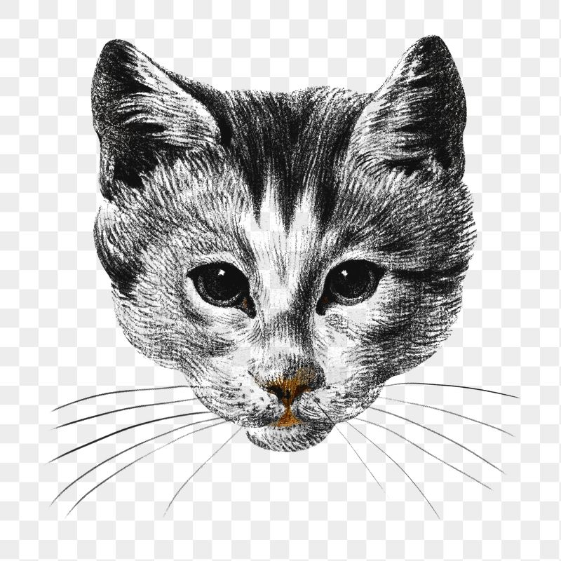 Png cat's head sticker, vintage | Free PNG - rawpixel