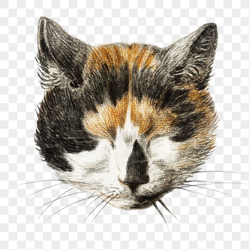 Png cat's head with closed | Free PNG - rawpixel
