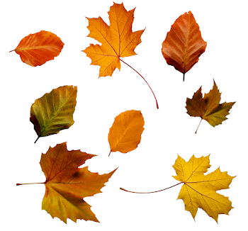 Png Changing Leaves Tree & Free Changing Leaves Tree.png ...