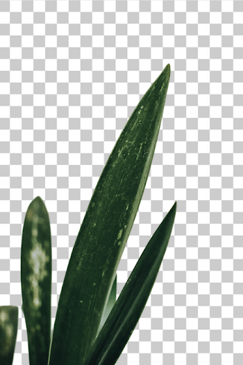PNG Close-Up of Elegant Green Plant Leaves