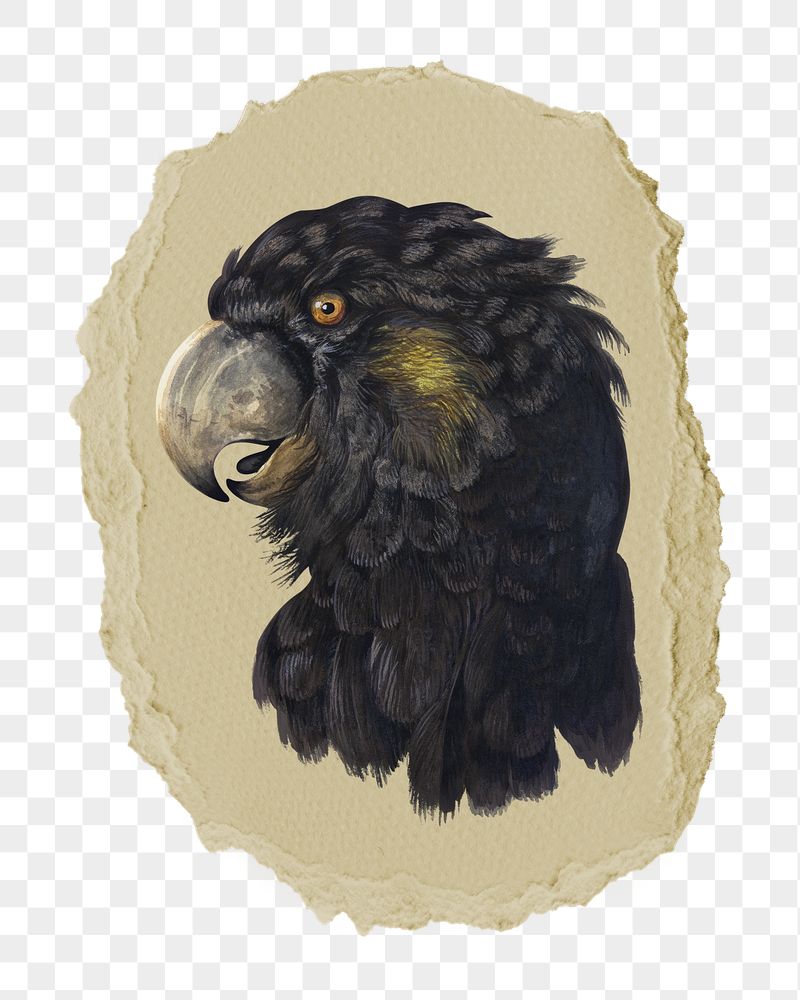Png cockatoo head sticker, bird | Free PNG - rawpixel