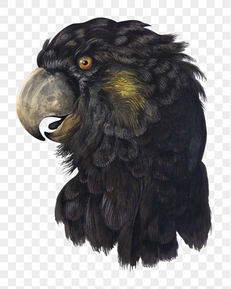 Png cockatoo head  sticker, | Free PNG - rawpixel