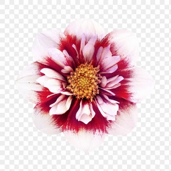 PNG collarette dahlia, flower clipart, | Free PNG - rawpixel