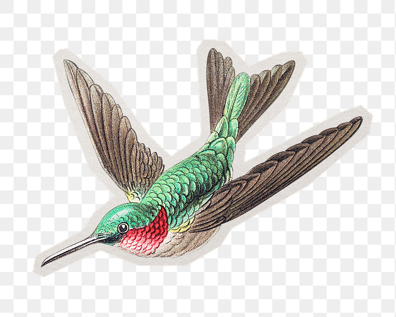 Png colorful hummingbird illustration sticker, | Free PNG - rawpixel