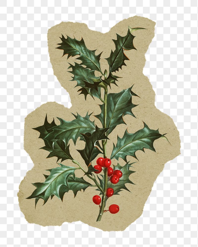 Png common holly sticker, Redoute's | Free PNG - rawpixel
