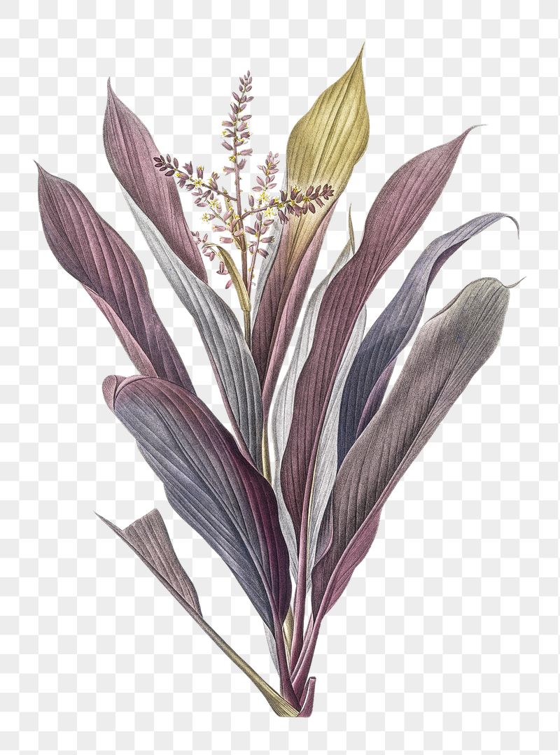 Png Cordyline fruticosa sticker, Redoute's | Free PNG - rawpixel