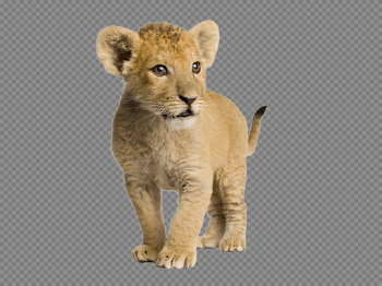 PNG Cub Transparent Cub.PNG Images. | PlusPNG