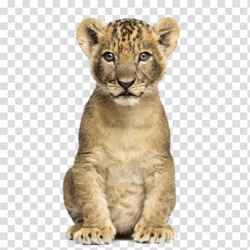 PNG Cub Transparent Cub.PNG Images. | PlusPNG