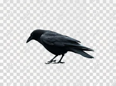 PNG Curious Black Crow Profile PNG Curious Black Crow Profile