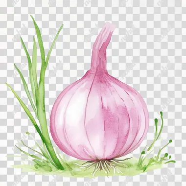 PNG Cute Watercolor Onion Illustration for Children's Books PNG Cute Watercolor Onion Illustration for Children's Books