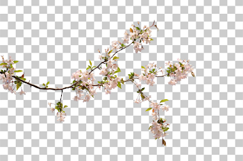 PNG Delicate Cherry Blossom Branch on Transparent Background