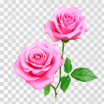 PNG Delicate Pink Roses Still Life