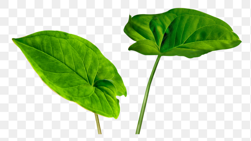 Png Dieffenbachia Seguine leaf sticker, | Free PNG - rawpixel