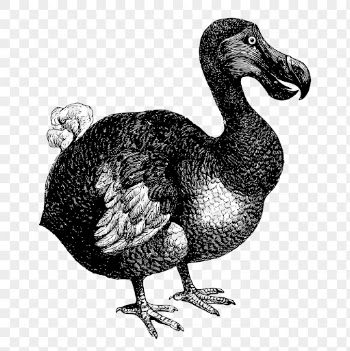 PNG dodo bird, animal clipart, | Free PNG Illustration - rawpixel
