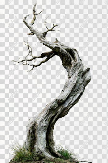 PNG Dramatic Twisted Tree Against Black Background