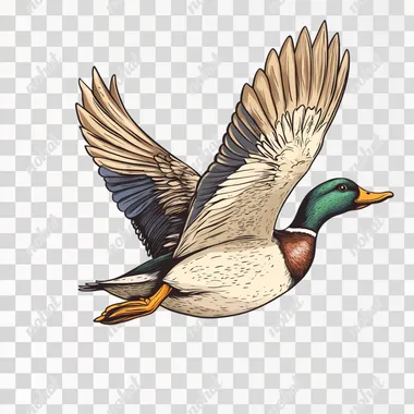 PNG Duck in Flight Over Water: Simple Drawing of a Duck with Wings Spread