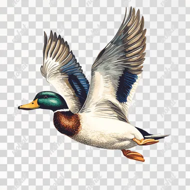 PNG Duck in Flight Over Water with Wings Spread, Simple Drawing Style