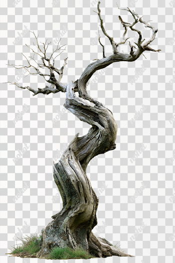 PNG: Eerie Twisted Tree on Black Background