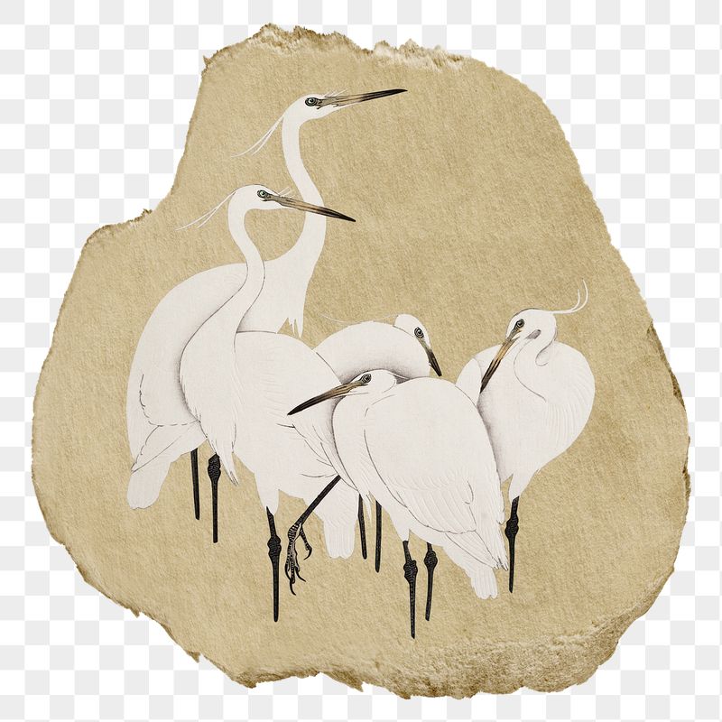 Png Egret birds sticker, vintage | Free PNG - rawpixel