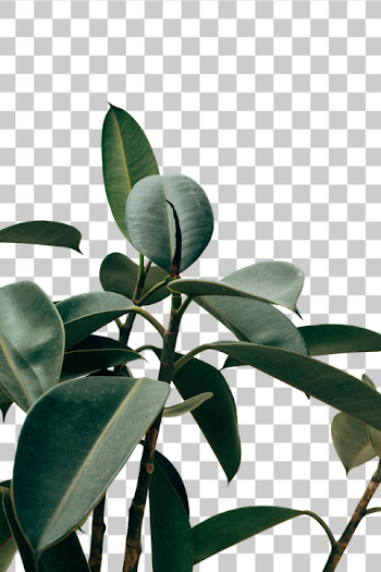 PNG Elegant Green Leaves of a Rubber Plant