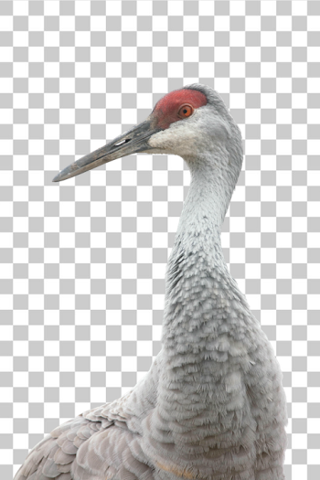 PNG Elegant Sandhill Crane Portrait