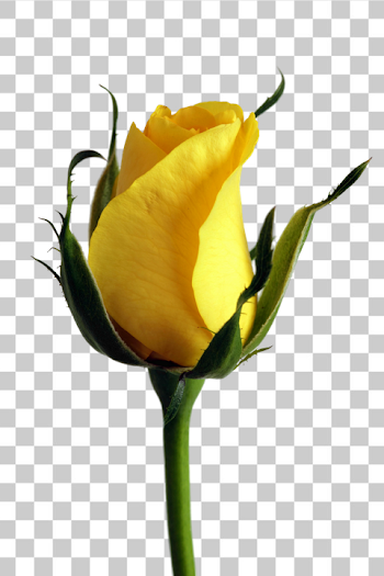 PNG Elegant Yellow Rose Bud