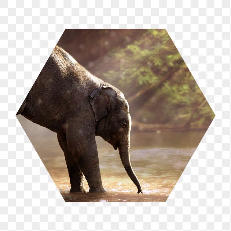 Png elephant by the lake | Free PNG - rawpixel