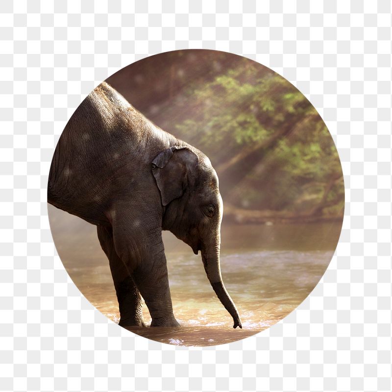 Png elephant by the lake | Free PNG - rawpixel