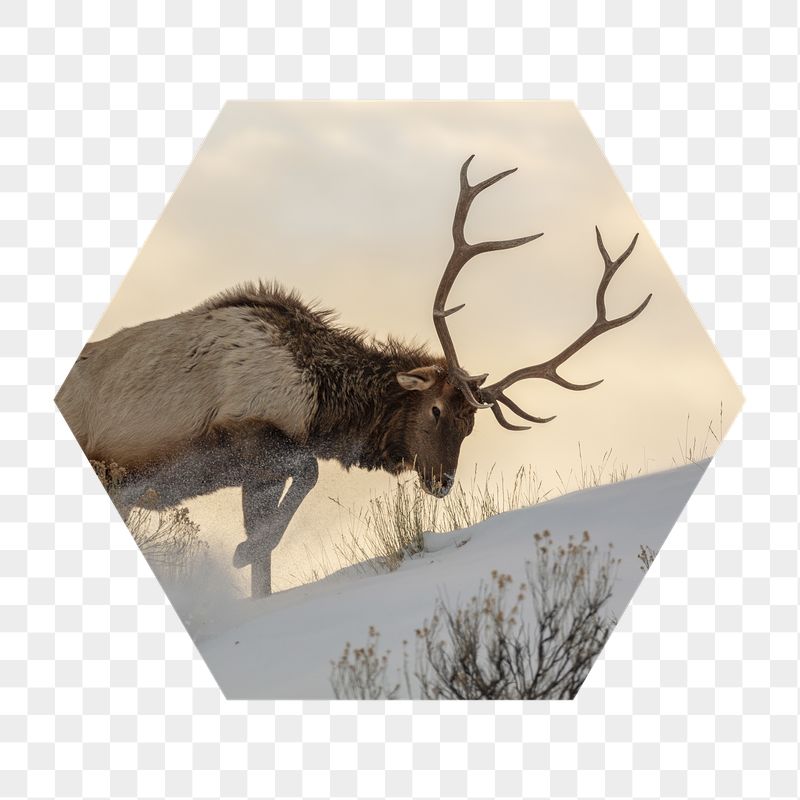 PNG elk in snow badge | Free PNG - rawpixel