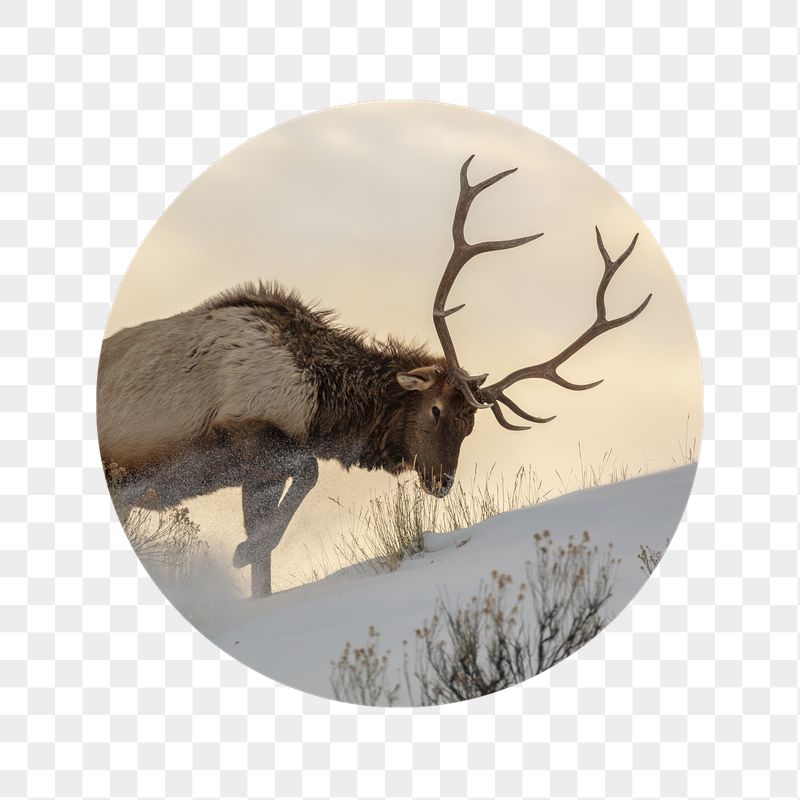 PNG elk in snow badge | Free PNG - rawpixel