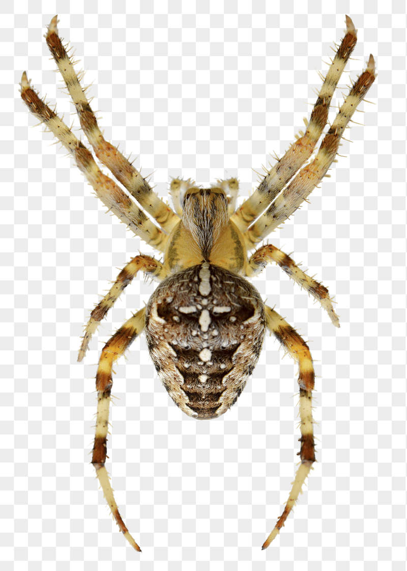 Png European garden spider sticker, | Free PNG - rawpixel