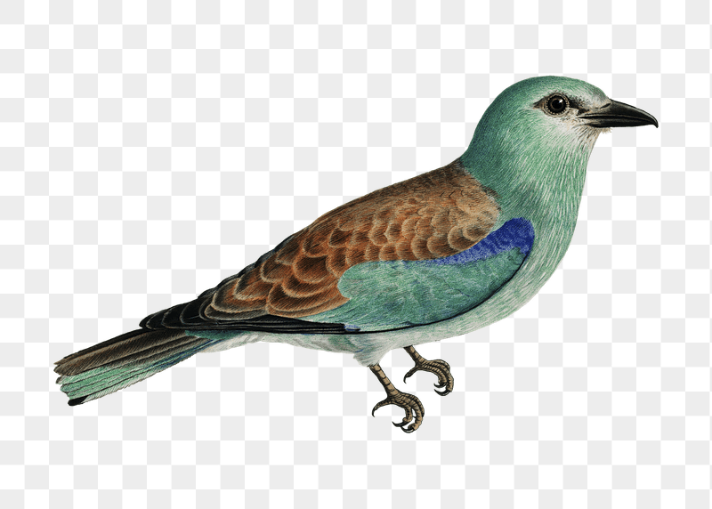 Png European roller bird sticker, | Free PNG - rawpixel