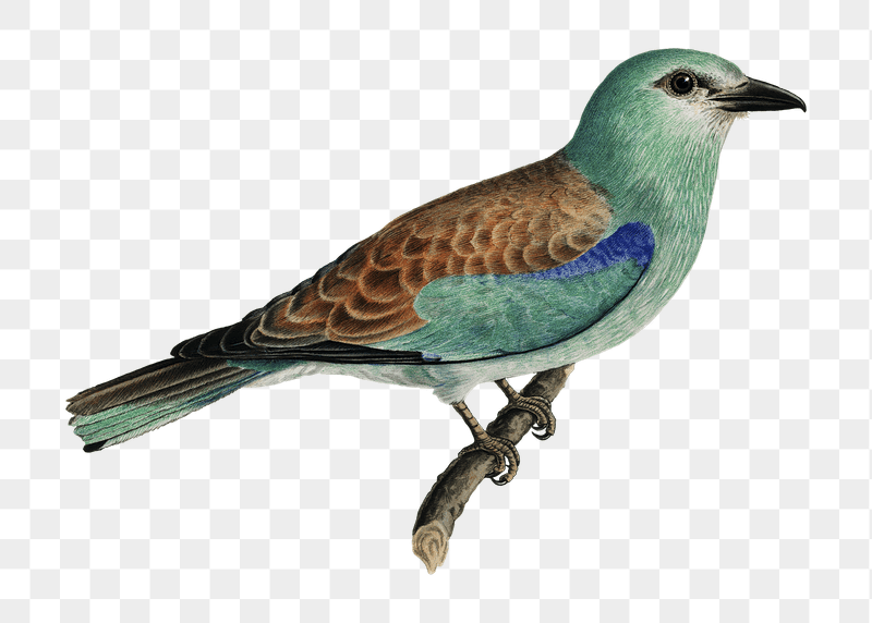 Png European roller bird sticker, | Free PNG - rawpixel