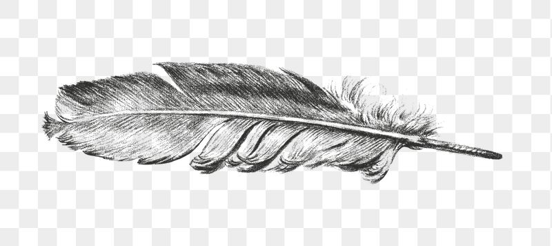 Png feather sticker, black and | Free PNG - rawpixel